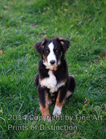 An original premium Quality Art Print of an Australian Shepherd Pup in an Elegant Pose for sale by Brandywine General Store