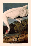 An archival premium quality art print of the Hooping Crane by John James Audubon for sale by Brandywine General Store