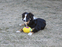 Australian Shepherd Pup Wanting to Play Ball Art Print