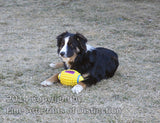 An original premium Quality Art Print of an Australian Shepherd Pup Wanting to Play Ball for sale by Brandywine General Store