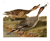 An archival premium Quality art Print of the Pin Tailed Duck by John James Audubon for sale by Brandywine General Store.