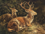 An archival premium Quality art Print of Rotwild or Red Deer an oil on canvas painted by the German Artist, August Schleich for sale by Brandywine General Store