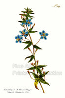 An archival premium Quality Art Print of the Italian Pimpernel, originally published in The Botanical Magazine, Volume 9 on December 01, 1795 for sale by Brandywine General Store