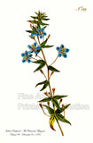 An archival premium Quality Art Print of the Italian Pimpernel, originally published in The Botanical Magazine, Volume 9 on December 01, 1795 for sale by Brandywine General Store