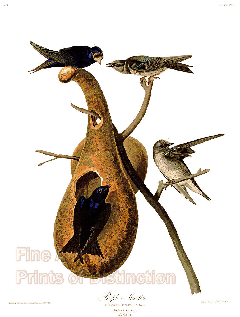An archival premium quality art print of the Purple Martin by John James Audubon for sale by Brandywine General Store