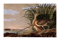 An archival premium Quality Art Print of the Long Billed Curlew by John James Audubon for sale by Brandywine General Store