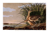 An archival premium Quality Art Print of the Long Billed Curlew by John James Audubon for sale by Brandywine General Store