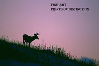 An archival premium Quality art Print of Silhouette of a Buck Deer on the Mountain at Sunset for sale by Brandywine General Store