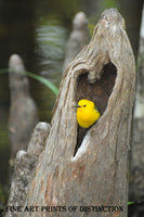 An archival premium Quality art Print of a Prothonotary Warbler setting in a Heart Shaped Cavity of a Tree Stump for sale by Brandywine General Store