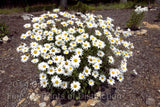 An archival premium Quality Art Print of a Big Bunch of Shasta Daisies for sale by Brandywine General Store
