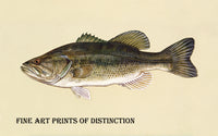 An archival premium Quality art Print of a Large Mouth Bass for sale by Brandywine General Store