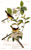An archival premium quality Art Print of the Yellow Breasted Warbler by John James Audubon for Birds of America for sale by Brandywine General Store