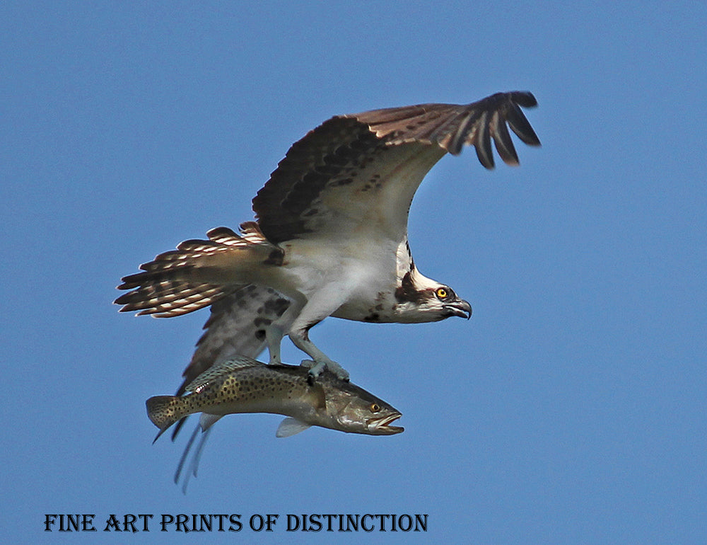 An archival premium Quality art Print of an Osprey Clutching a Sea Trout for sale by Brandywine General Store