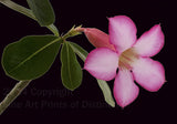 An archival premium Quality Art Print of a single bloom of the Desert Rose with a black background, making a striking picture for sale by Brandywine General Store