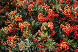 Pyracantha Bush full of Orange Berries Art Print