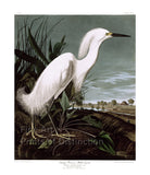 An archival premium Quality art Print of the Snowy Heron or White Egret by John James Audubon for sale by Brandywine General Store