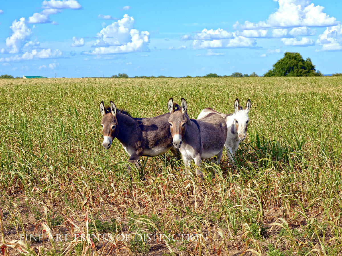 An archival premium Quality art Print of Three Donkeys in a Field for sale by Brandywine General Store