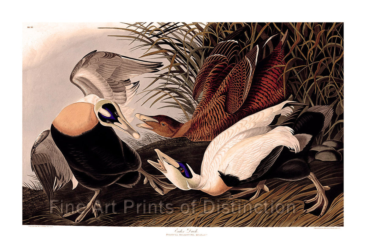 An archival premium Quality Art Print of the Eider or Sea Duck as drawn by John James Audubon for sale by Brandywine General Store