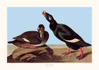 An archival premium Quality Art Print of the Velvet Duck by John James Audubon for sale by Brandywine General Store