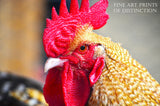 An archival premium Quality art Print of a Brown Rooster with Red Comb and Mean Look for sale by Brandywine General Store.