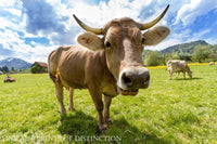 An archival premium Quality art Print of an Elongated Cow Portrait for sale by Brandywine General Store