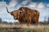 A Museum Quality Print of a Hairy Bull similar to a Prehistoric animal for sale by Brandywine General Store