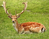 An archival premium Quality art Print of a Spotted Fallow Deer with a Large Rack of Horns for sale by Brandywine General Store