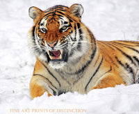 An archival premium Quality art Print of a Tiger Growling in the Snow for sale by Brandywine General Store