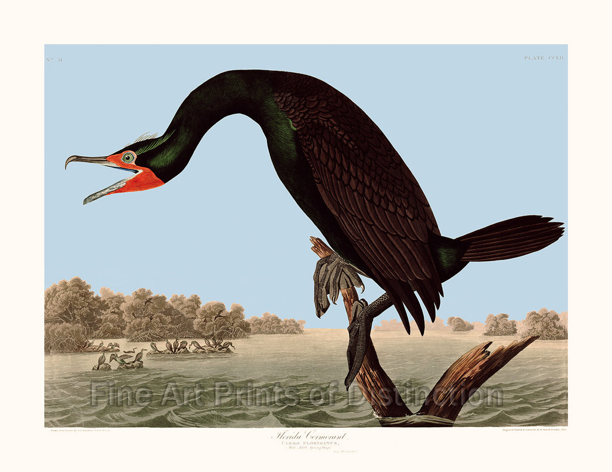 Florida Cormorant by John James Audubon
