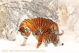 An archival premium Quality art Print of a Mother Tiger with Cub in the Snow for sale by Brandywine General Store