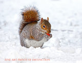 An archival premium Quality art Print of a Squirrel Eating an Acorn in the Snow for sale by Brandywine General Store