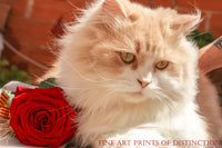 Kitten with a Red Rose country decor animal print