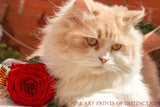 An archival Print of a Kitten with a Red Rose for sale by Brandywine General Store