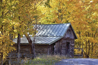 Log Building Nestled in Yellow Leaves Art Print