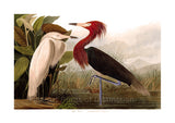An archival premium Quality Art Print of the Purple Heron by John James Audubon for sale by Brandywine General Store