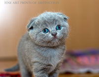 Gray Kitten with Blue Eyes and Flattened Ears Country Decor Print
