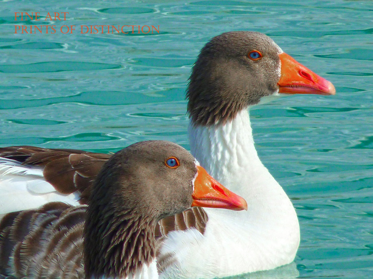An archival premium Quality art Print of a Pair of Ducks on the Blue Water for sale by Brandywine General Store