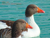 An archival premium Quality art Print of a Pair of Ducks on the Blue Water for sale by Brandywine General Store