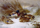 An archival premium quality art print of Winter Landscape with Mallard Ducks painted by Archibald Thorburn for sale by Brandywine General Store