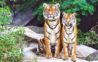An archival premium Quality Print of a Pair of Tigers on the Rocks for sale by Brandywine General Store