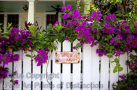 Hemingway Pissed Here sign framed with the Bougainvillea in Key West Florida Art Print