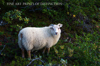An archival premium Quality art Print of a Large White Ram Sheep in the Scrub Brush for sale by Brandywine General Store