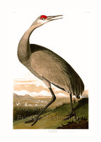 An archival premium Quality Art Print of the Whooping Crane as drawn by John James Audubon for his ornithology book The Birds of America for sale by Brandywine General Store.