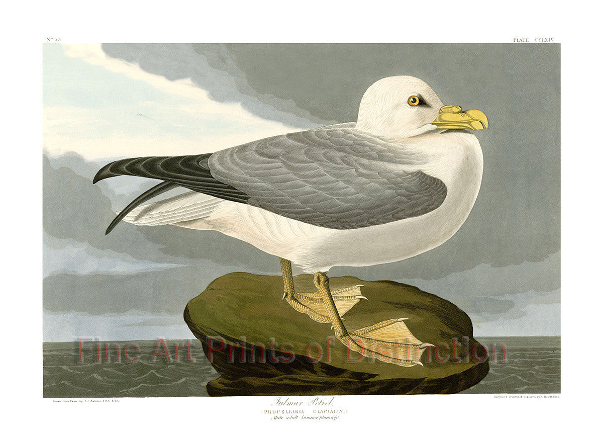 An archival premium Quality art Print of the Fulmar Petrel by John James Audubon for sale by Brandywine General Store