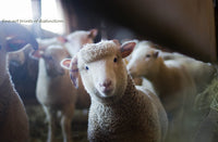 An archival premium Quality art Print of a white Sheep Being Inquisitive with the Camera sold by Brandywine General Store