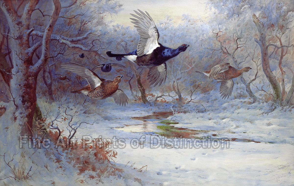 An archival premium quality art print of Blackcock and Guineas in Winter Flight by Archibald Thorburn in 1924  for sale by Brandywine General Store