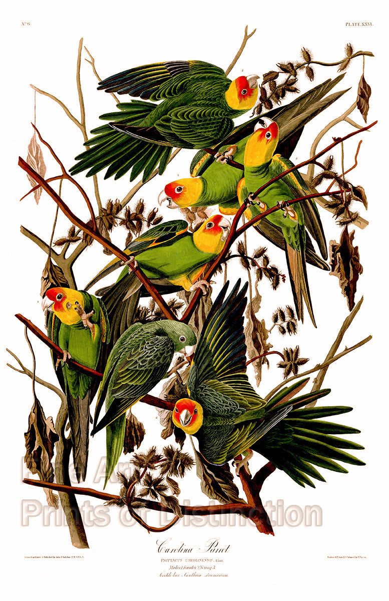 An archival premium Quality art Print of the now extinct Carolina Parrot by John James Audubon for The Birds of America for sale by Brandywine General Store