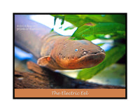 An archival premium Quality Poster of The Electric Eel for sale by Brandywine General Store