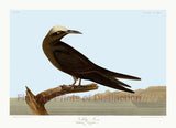 An archival premium Quality Art Print of the Noddy Tern by John James Audubon for sale by Brandywine General Store