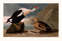 An archival premium Quality Art Print of The King Duck as drawn by John James Audubon for his ornithology book, The Birds of America for sale by Brandywine General Store